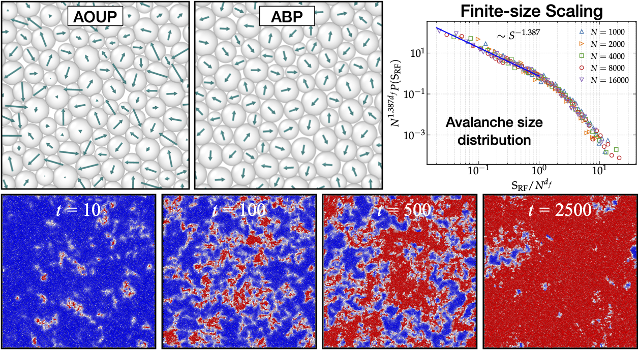 AOUP vs ABP dynamics, finite-size scaling collapse, and activity-induced fluidization